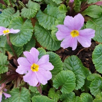 Primula  'Mrs Marjorie Banks'